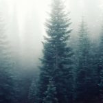 forest-trees-fog-foggy
